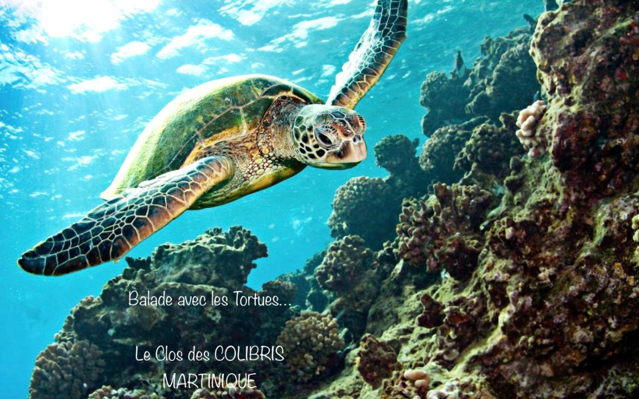 Lodge Pamplemousse Avec Piscine Privative , Dans Parc Calme A 500 M Plage Le Carbet Exterior photo